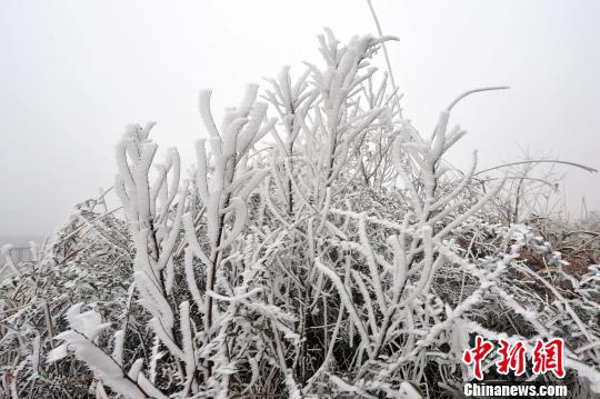 广东北部山区银装素裹吸引游客上山赏雪