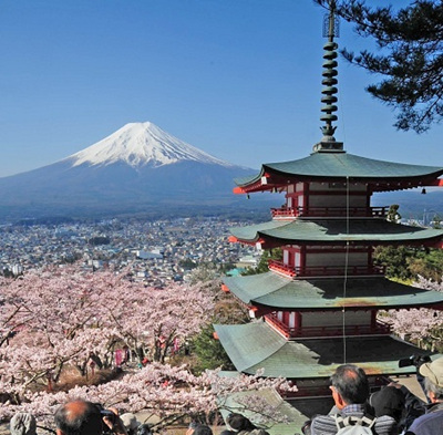日本浅间公园樱花迎来最佳观赏期 以富士山为