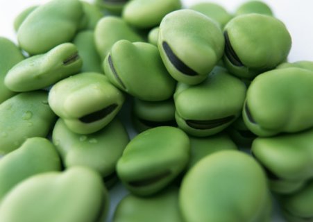 河北省张家口市崇礼蚕豆：享有“绿色珍珠”之美誉