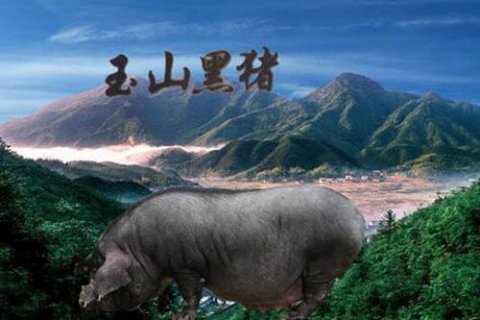 江西省上饶市玉山县的特产：玉山黑猪