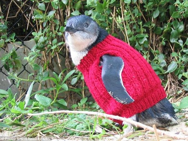 为保护小企鹅 老奶奶编织千件企鹅毛衣