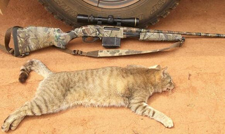 澳团体专杀宠物猫 捕猫团体:这是合法的_中国