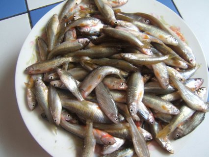 山西沂州市河曲县特产：开河鱼肉质细腻味道鲜美
