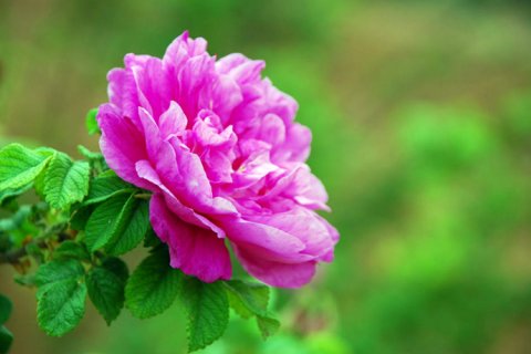 山东济南市平阴玫瑰：中国传统玫瑰的代表