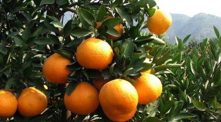 杨沟柑橘：色泽艳丽 营养丰富
