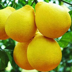 容县沙田柚：柚类中独树一帜的优良品种