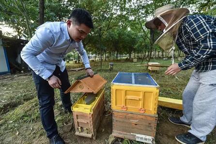 大学生养蜜蜂成蜂状元 1年卖出1600万元_中