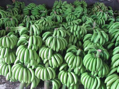 南靖香蕉:皮薄质甜 味香软糯_中国小康网