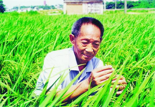 袁隆平双季稻破纪录 袁隆平创造了水稻亩产量