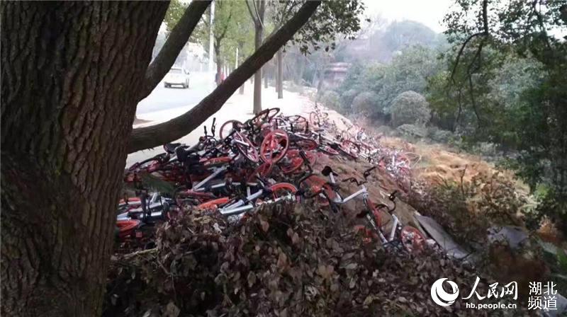 武汉东湖绿道摩拜单车被丢弃山沟中 东湖绿道管理方致歉