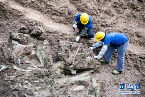 云阳县发现世界级恐龙化石群