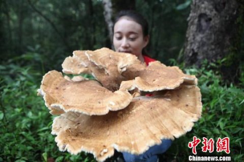 云南普洱现神秘巨型蘑菇 大小堪比簸箕周长近1.8米