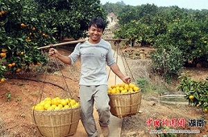 东江湖柑橘。资料图
