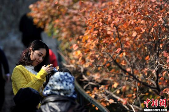 北京香山迎来赏秋高峰。中新网记者 金硕 摄