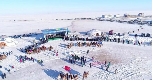 现场：苏尼特右旗“巨弘”第十二届骆驼文化节