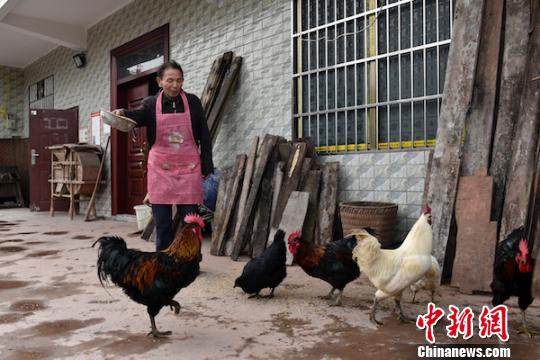 刘云富在喂养土鸡。　苏忠国 摄