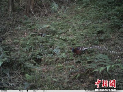 云南西畴首次发现国家一级保护动物黑颈长尾雉