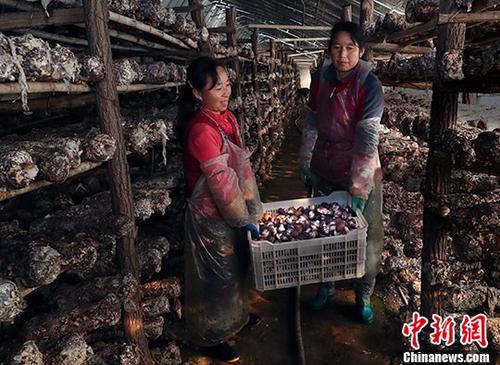 资料图：陕西省陇县产业扶贫创业孵化示范基地的农户收获蘑菇。