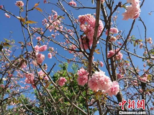 华南地区规模最大樱花园数万株樱花相继盛开吸引大批游客