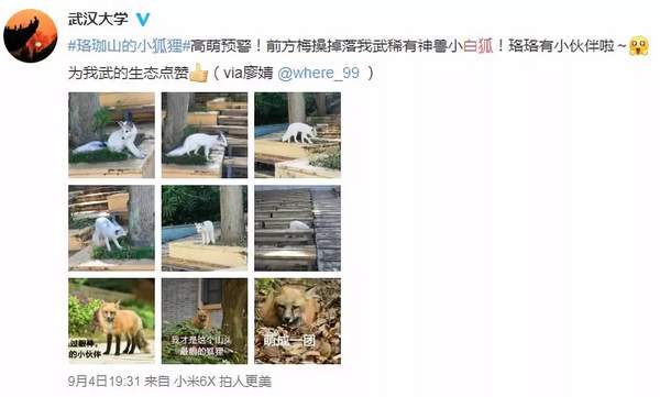 武汉大学小白狐火了！能“听懂人话”和人互动 网友：是青丘白浅吗？
