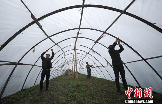 吴帮江(左)与父亲(中)、合伙人一起在整理新的种植大棚。　黄晓海 摄