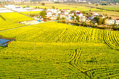 含山县东山村小河自然村近500亩油菜花。网络图
