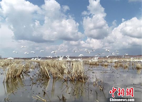 200余只野生白天鹅停息黑龙江飞往俄罗斯