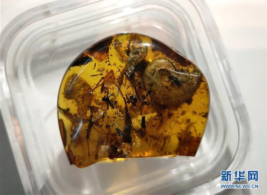 （图文互动）（1）中国科学家在琥珀中发现史前海洋动物
