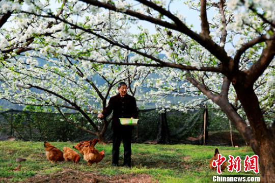 丹棱幸福古村曾家大院一老者正在树下喂鸡。(资料图) 刘雪琴 摄