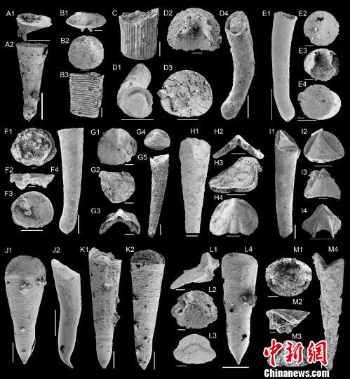 中外科学家在华北地台寒武纪早期软舌螺研究取得新进展