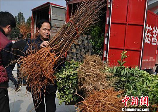 民进会员李国武给当地村民送去上万棵果树苗，带头植树兴绿。受访者供图