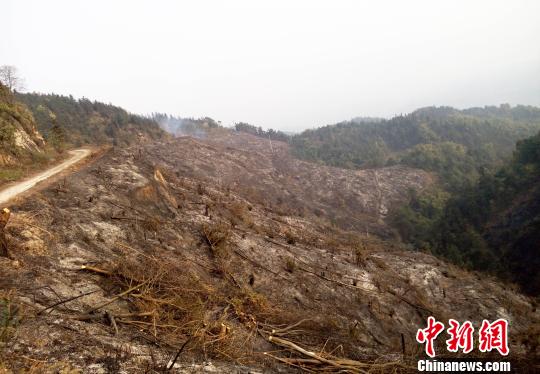 资料图为昔日被大火烧毁的山林。重庆市五中院供图