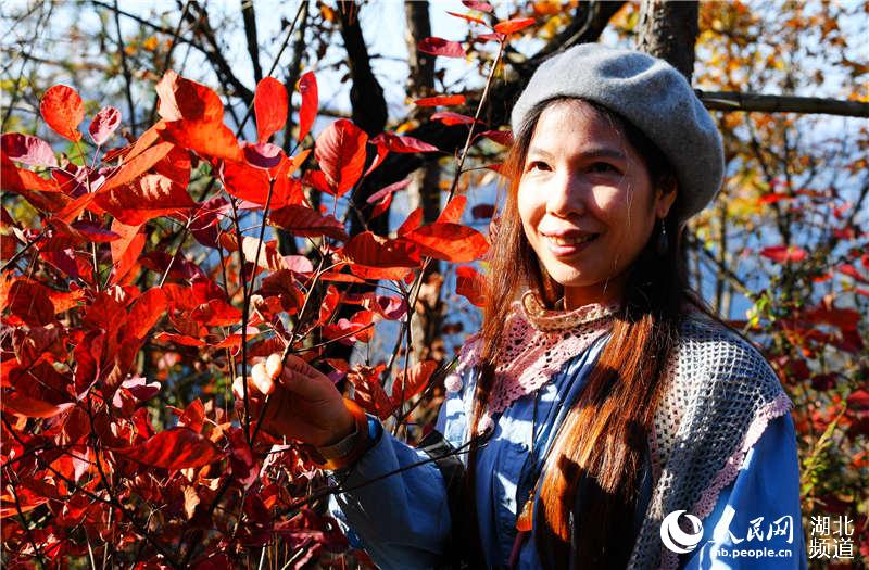  图为11月2日至3日，在湖北省襄阳市保康县九路寨生态旅游区拍摄的红叶美景。