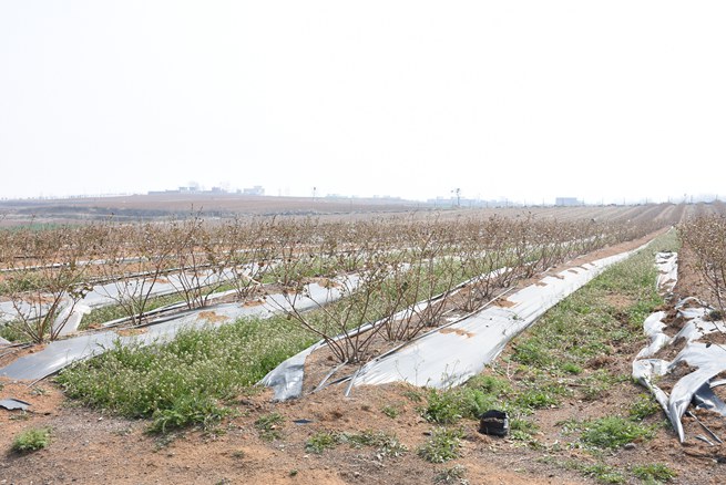 河南汝州路全堂：种植蓝莓铺就绿色脱贫“高速路”