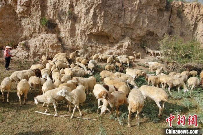 图为瓜州县养殖户放养羊群。(资料图) 卢晓倩 摄