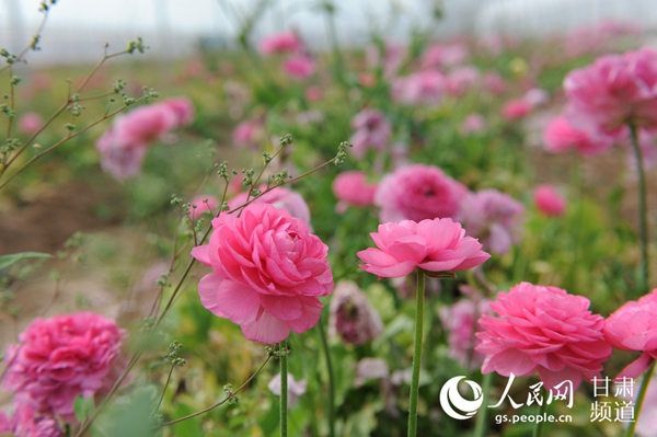 优质花卉扶贫产业园基地种植的玫瑰花（ 渭源县宣传部供图）