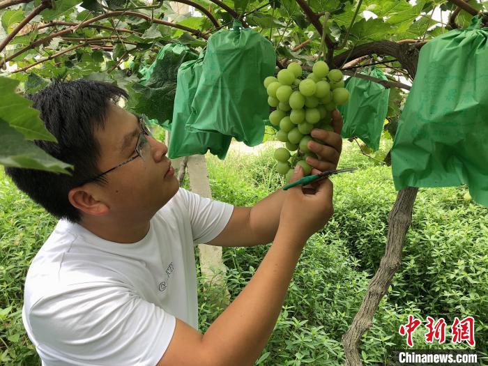 图为蒋坤在果园修剪葡萄。重庆市人社局供图