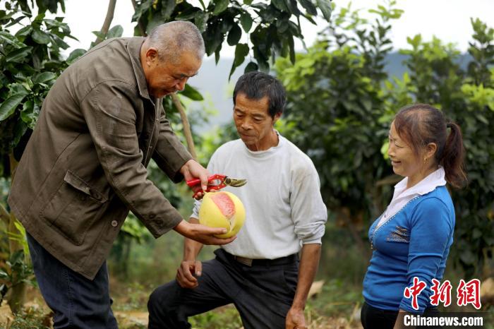 10月15日，汪剑鸣(左)正在向江西上高县田心镇斜溪村村民指导红心柚子的养护技术。　陈旗海 摄
