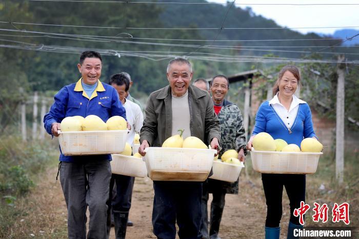 10月15日，汪剑鸣和江西上高县田心镇斜溪村村民正在收获柚子。　陈旗海 摄