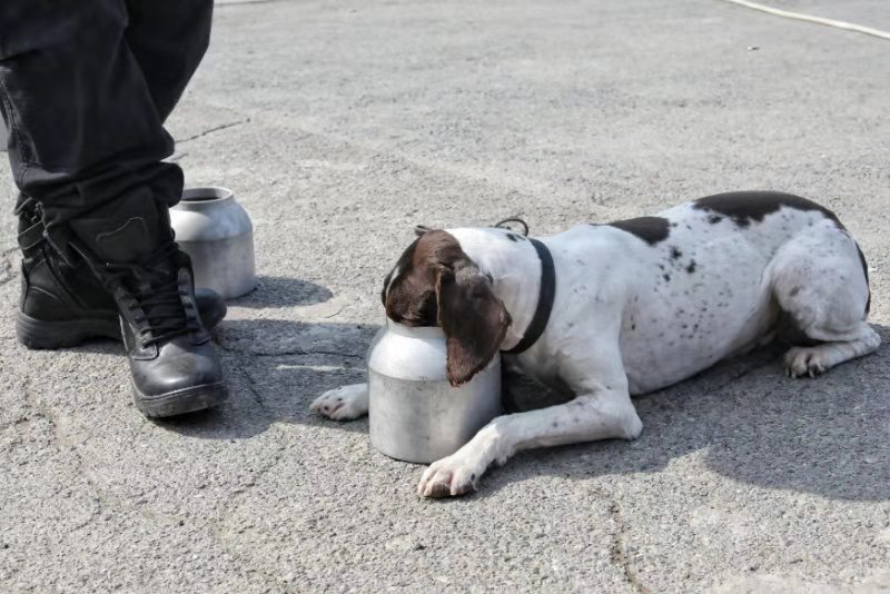 图为警犬luck从鉴别罐中找到了“违禁品”，将头伸进罐内向余奇示意找到了。