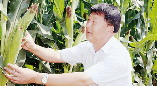 山东莱州李登海：中国紧凑型杂交玉米之父(图)