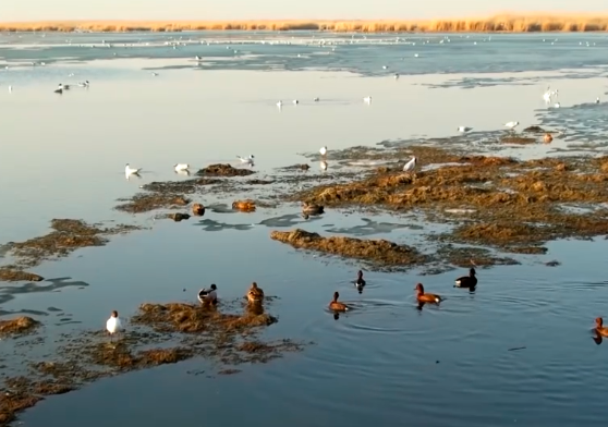 新疆龙驹湿地冰雪消融 候鸟陆续归来享受惬意时刻