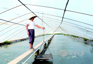 百祥南美白对虾养殖基地，工作人员正在察看对虾生长情况