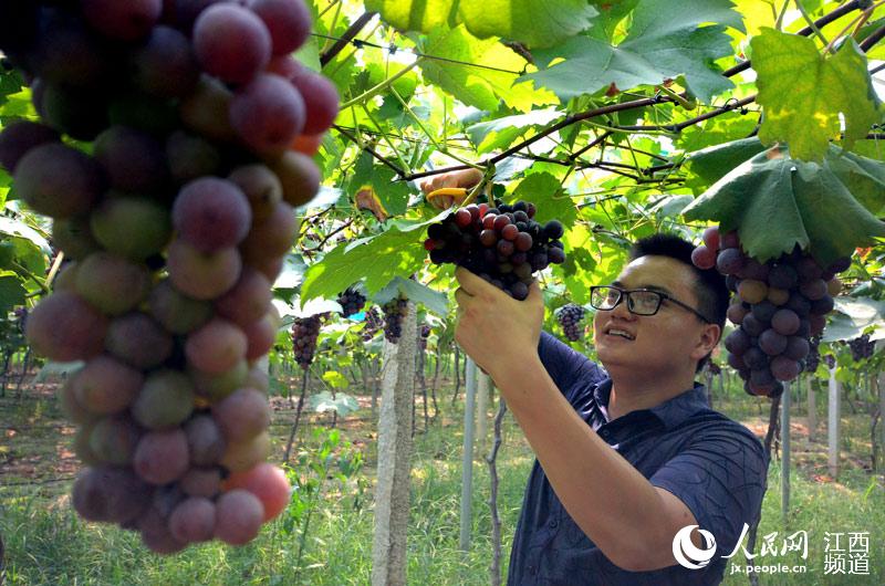 南昌市民在葡萄园里采摘葡萄，享受周末假期的快乐时光。