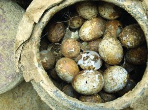 江苏溧阳2500多年墓葬里挖出一罐保存完整鸡蛋