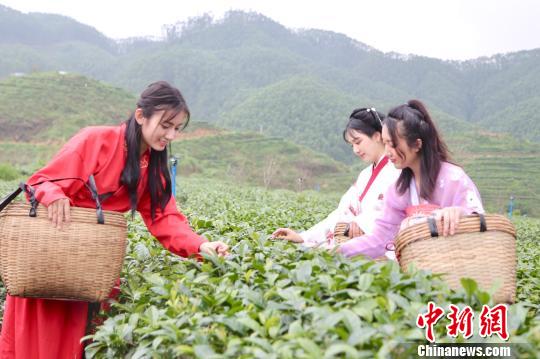 粤侨乡举行春茶开采仪式 依托侨乡资源打开海外市场