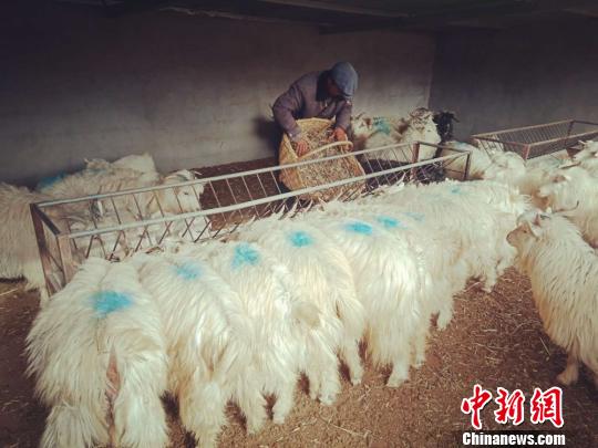 甘肃环县罗山乡龙柏山村村民徐朝锋喂养羊。 (资料图) 钟欣 摄
