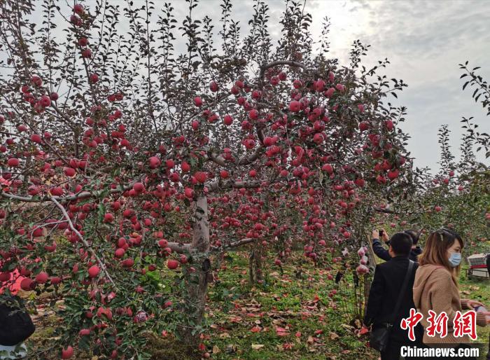 走进采摘园里，分列着一排排整齐的果树，小灯笼般殷红的苹果挂满枝头，果农们正忙着采摘、装箱，呈现一派丰收景象。　吴琼 摄