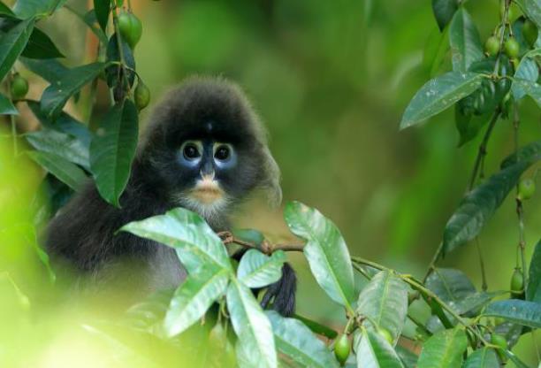 国家一级保护动物菲氏叶猴。（生态摄影师 郑山河 摄）