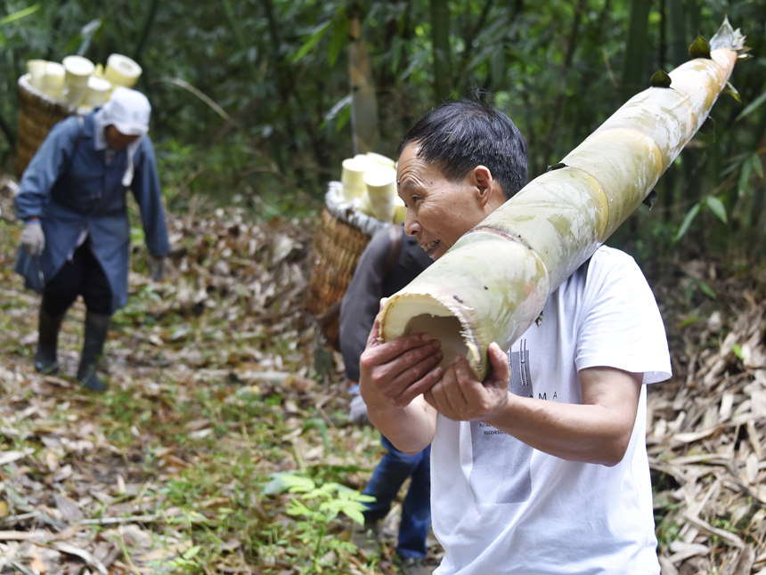 村民搬运刚砍下的新鲜竹笋。黄河摄